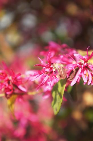 新緑と共に開花する元気