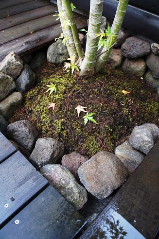 苔の魅力