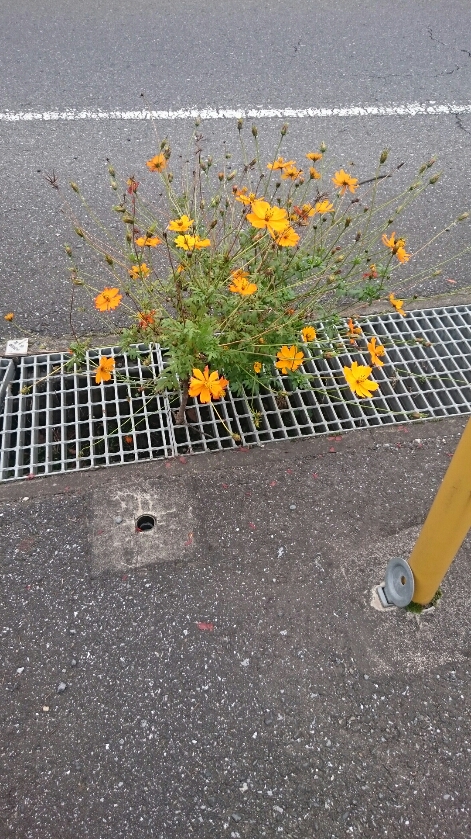 花を見て根を褒める☆職人さんの力