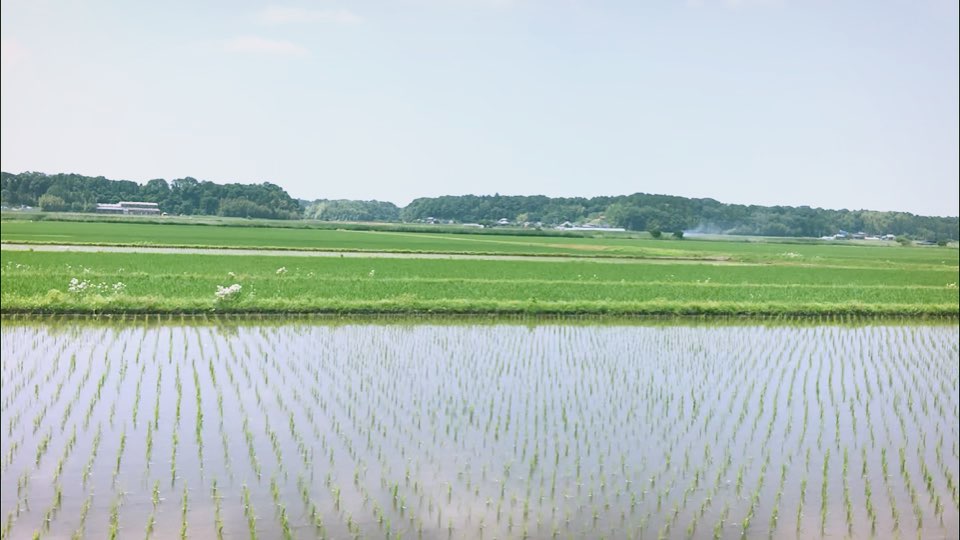 青空と水田