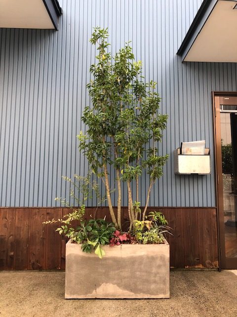 店舗植栽しました！