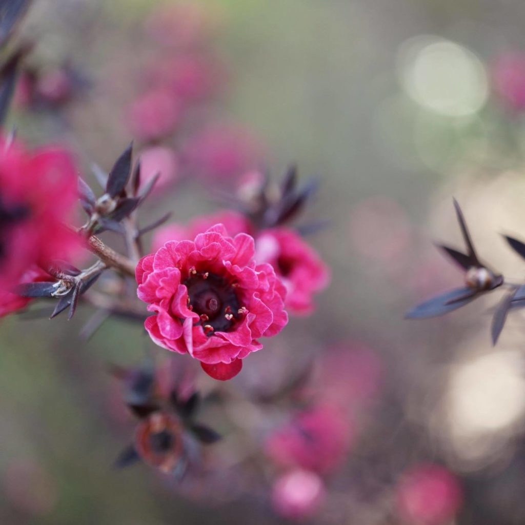 季節の花｜ギョリュウバイ