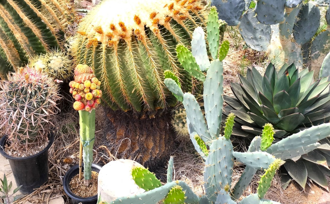 ドライガーデン植物
