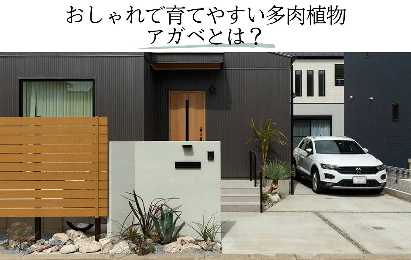 多肉植物アガベとは？<br>育て方や人気の種類<br>おしゃれ植栽事例