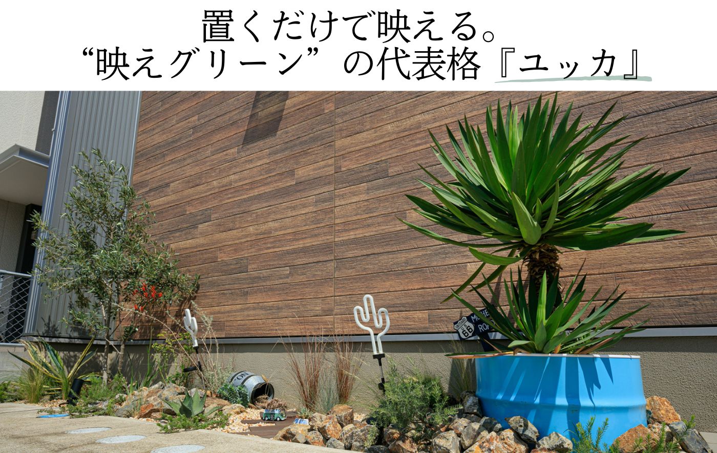 話題の人気観葉植物<br>「ユッカ」とは？<br>植栽事例と育て方ガイド