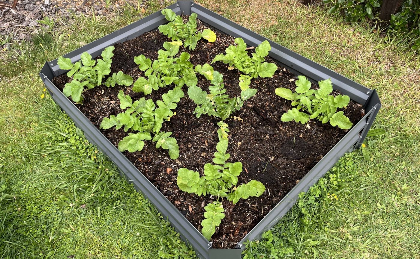 レイズドベッド