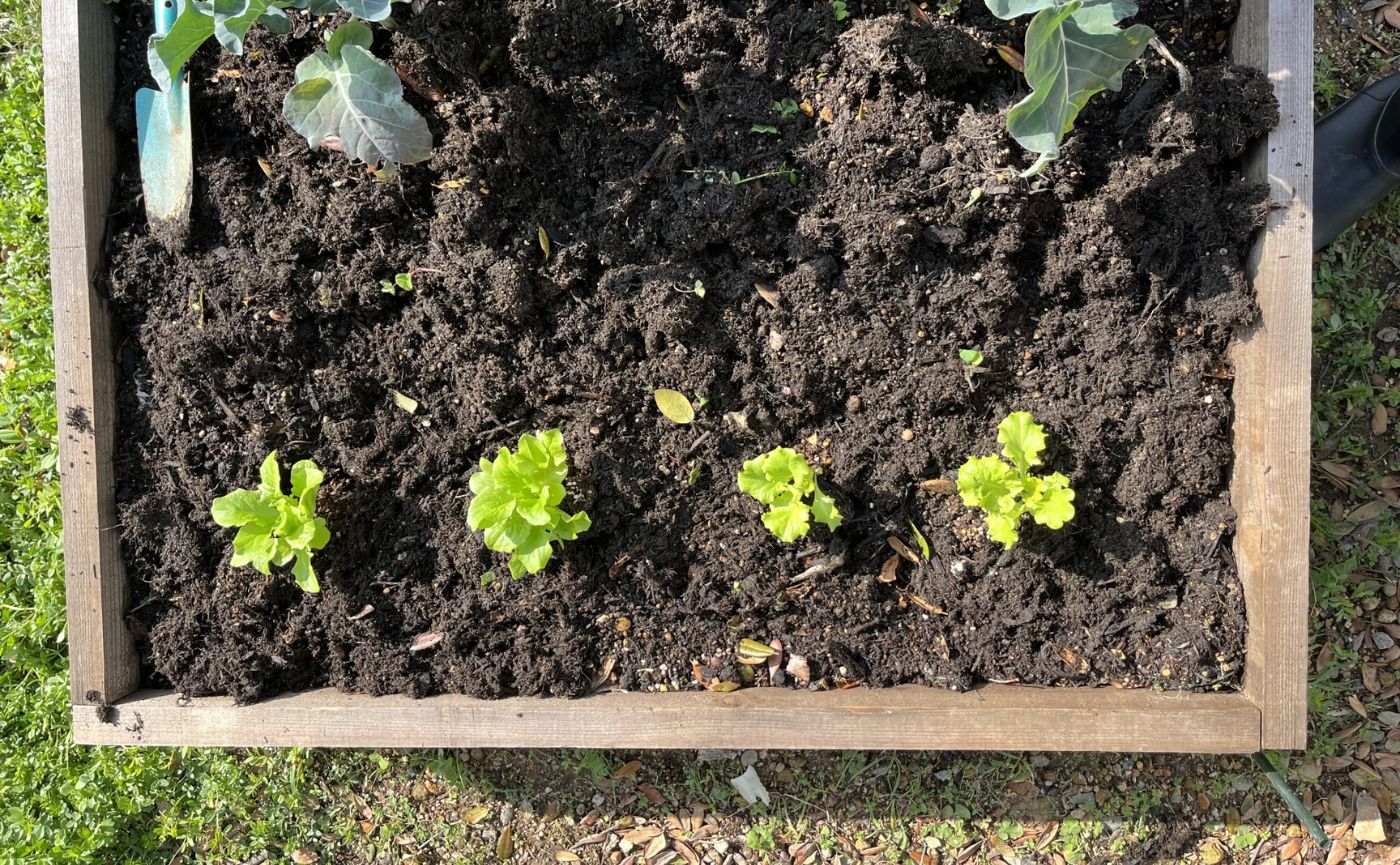 レイズドベッド