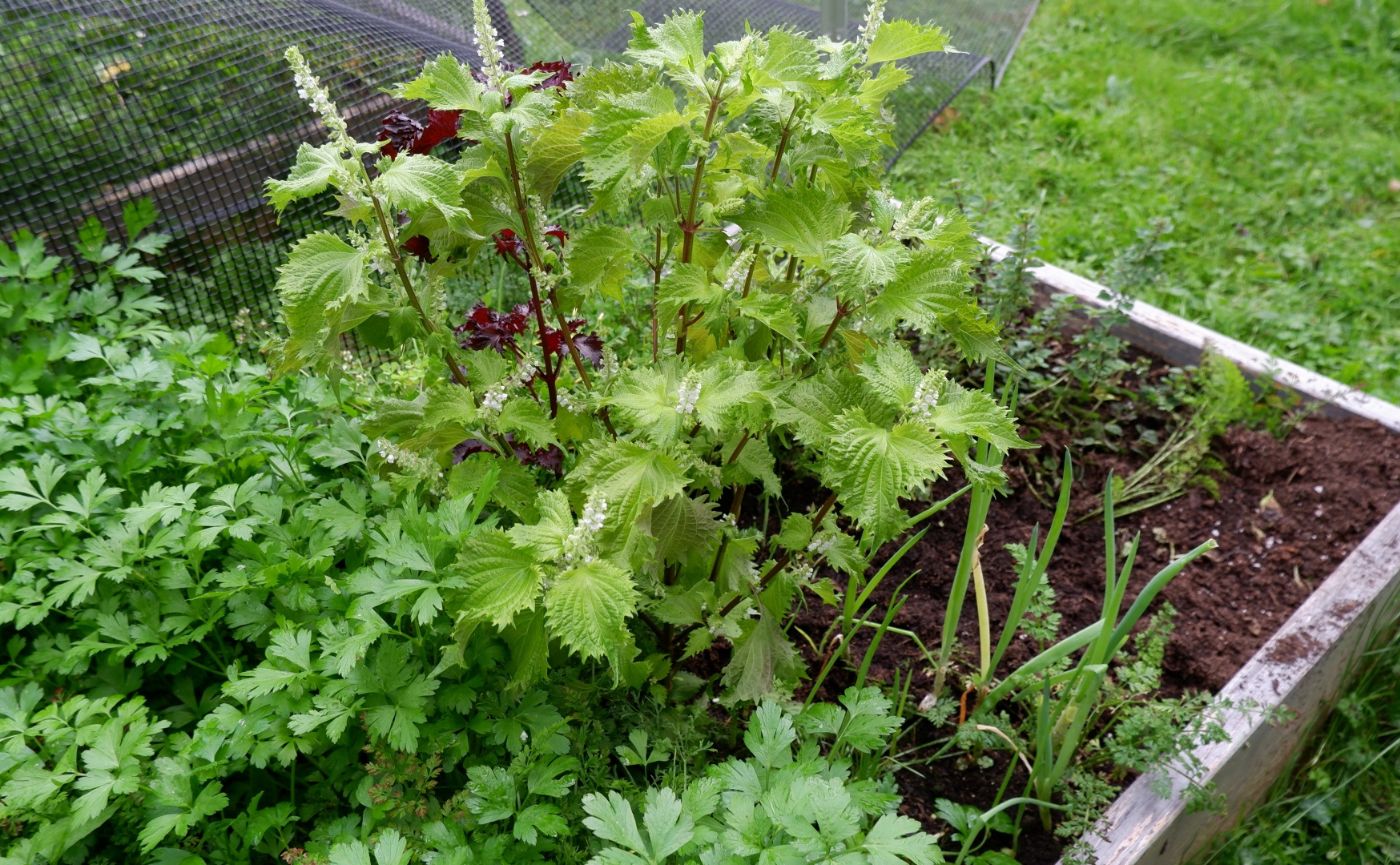 レイズドベッド