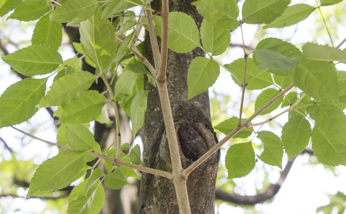 アオダモ