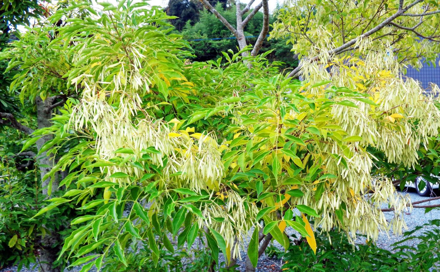 シマトネリコの花