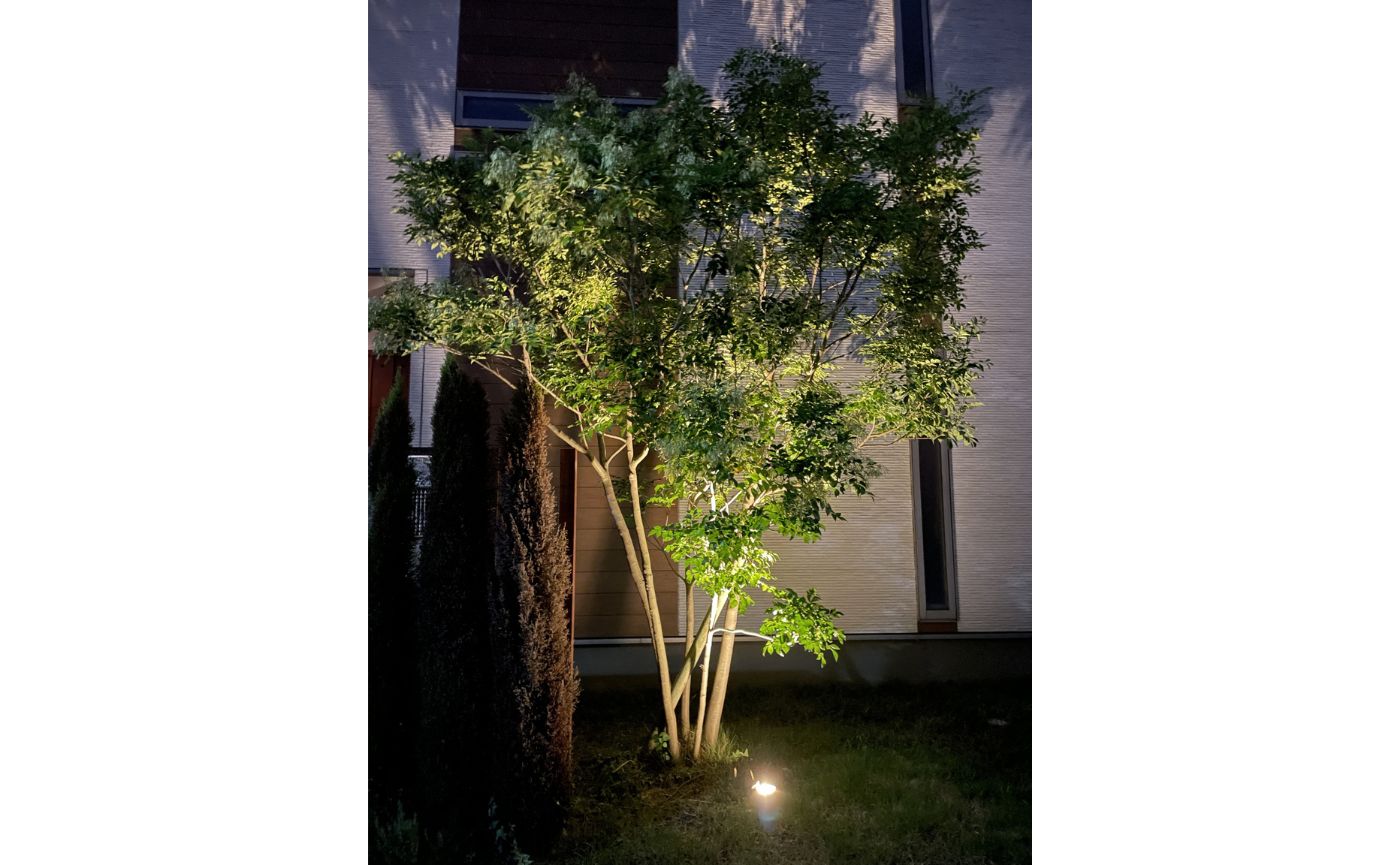 シマトネリコ