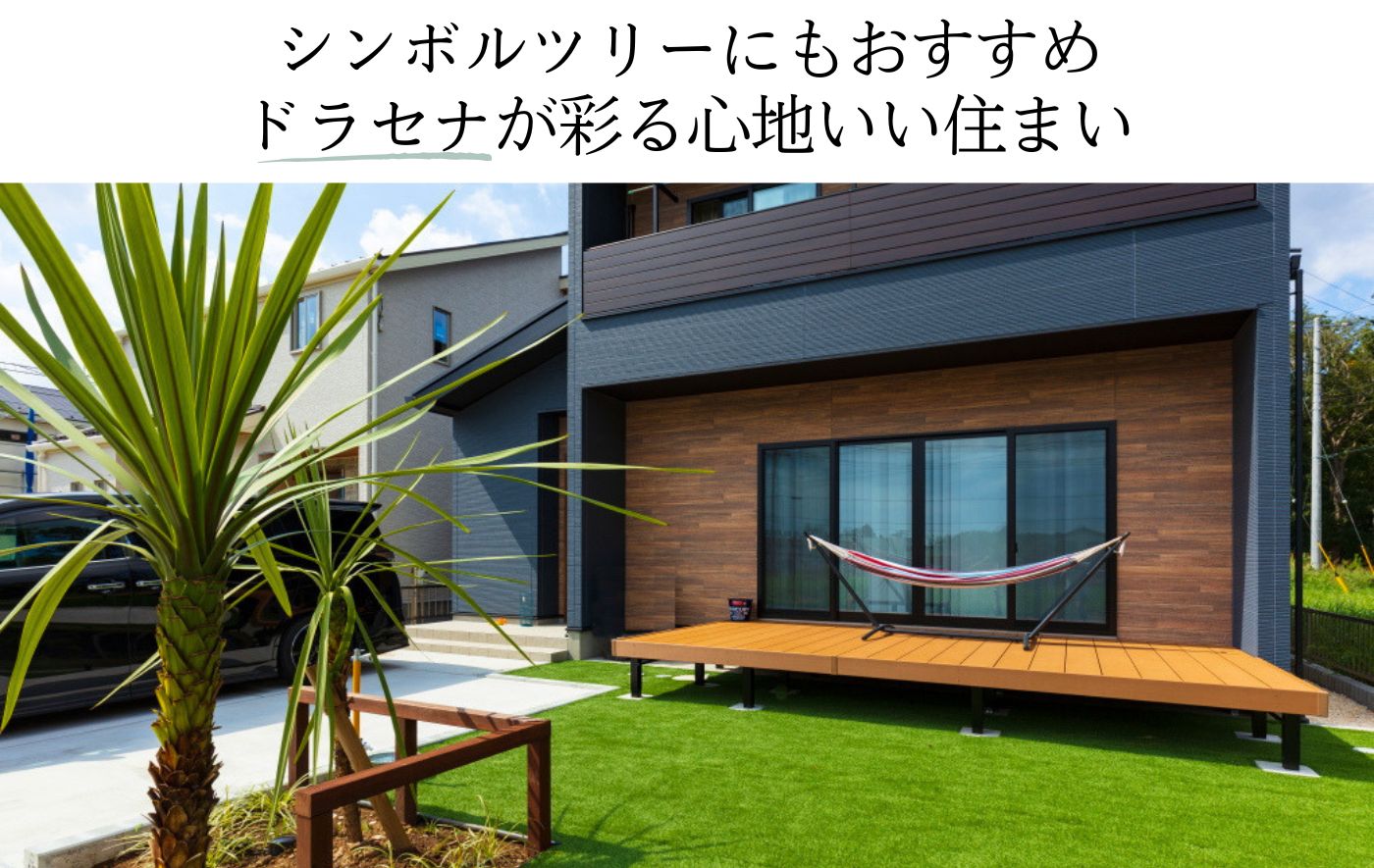 シンボルツリーにもおすすめ ドラセナが彩る心地いい住まい