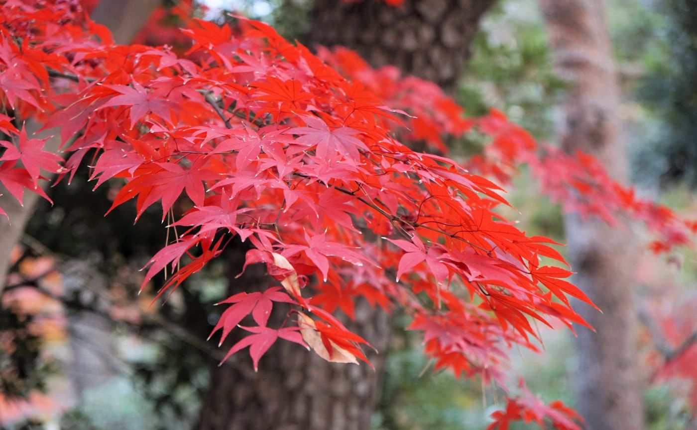 紅葉のイロハモミジ
