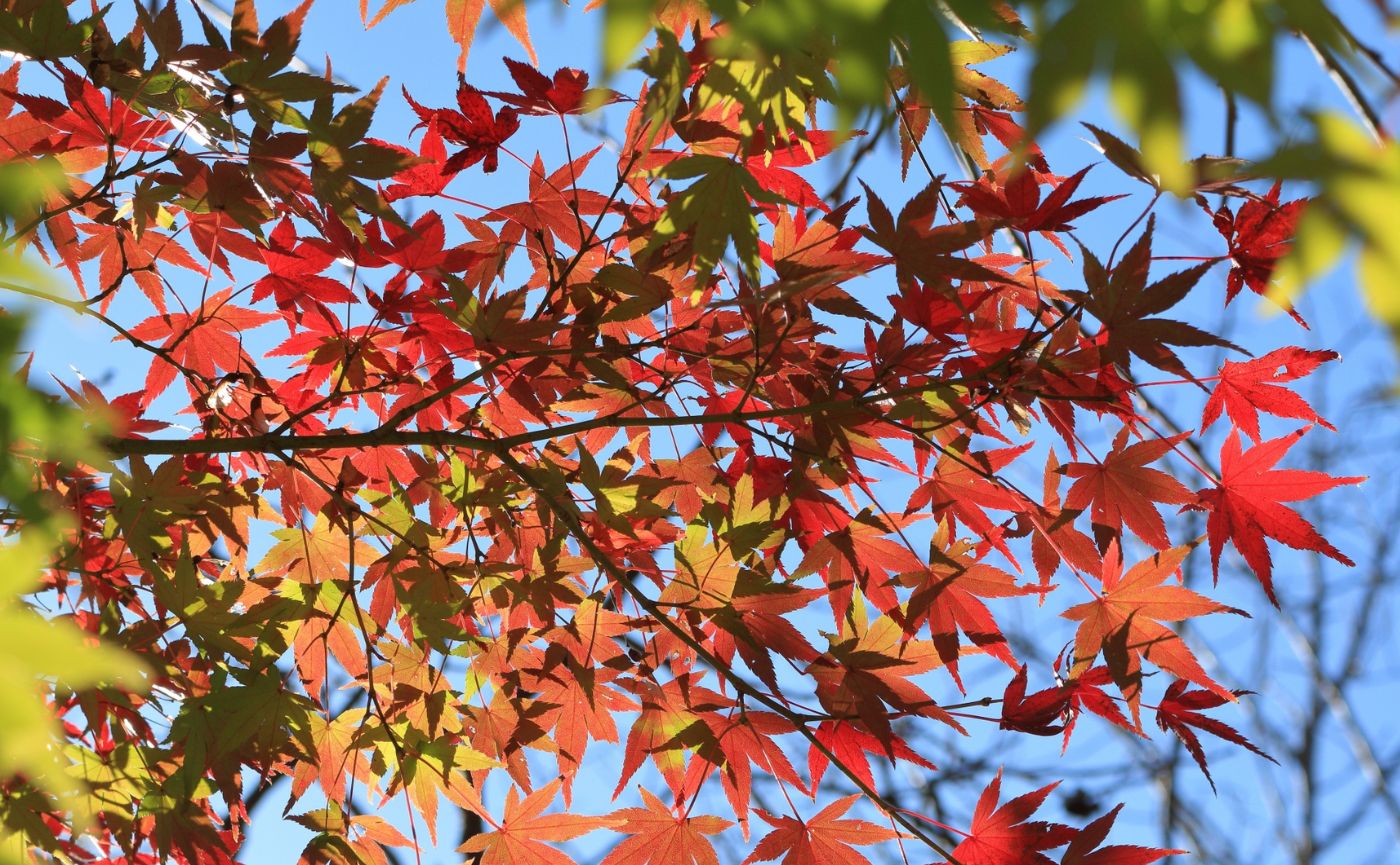 紅葉のイロハモミジ