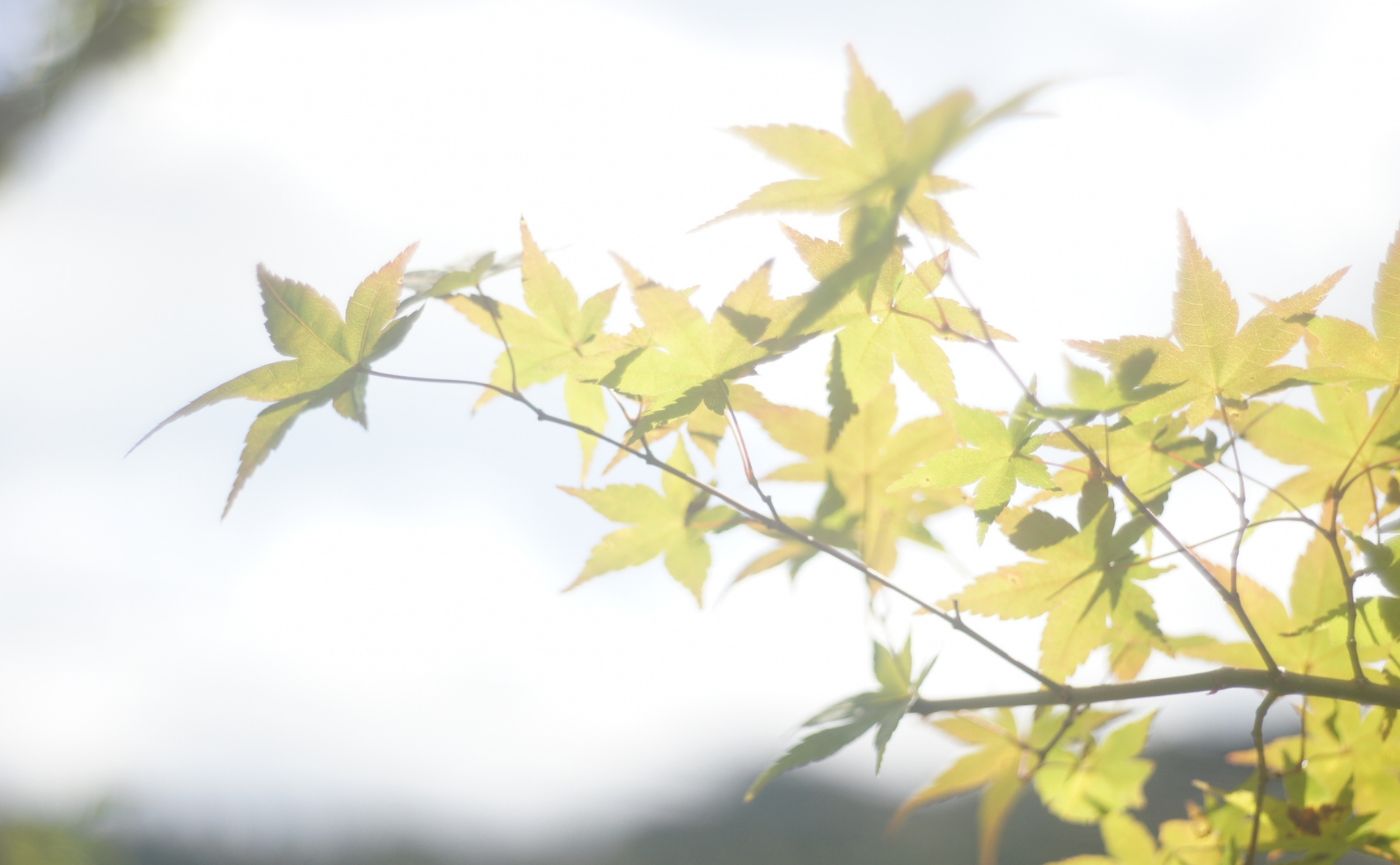 剪定した枝