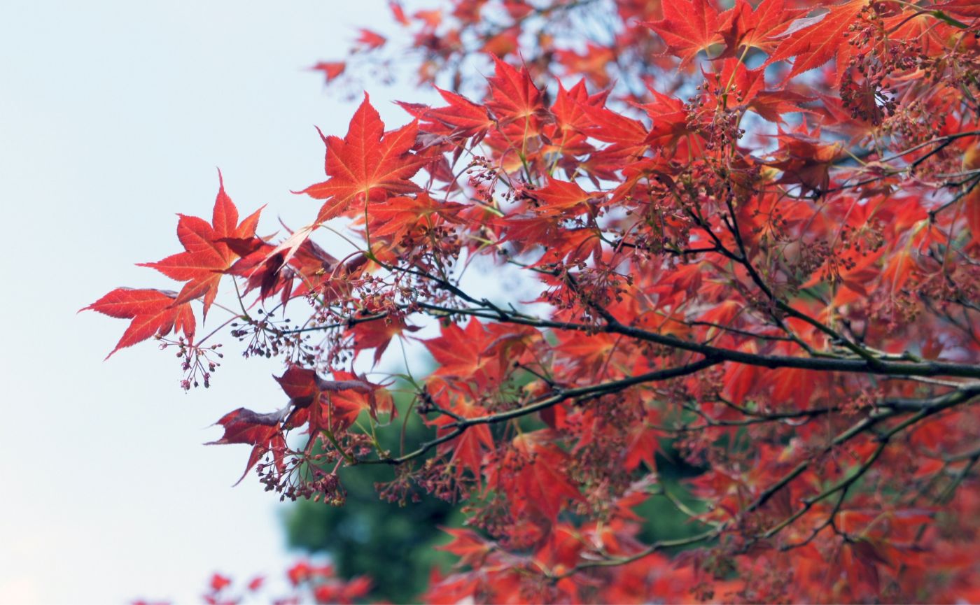 紅葉した葉
